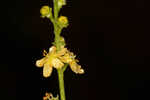 Incised agrimony